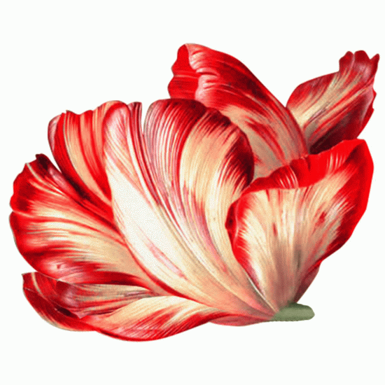 Jogo Americano Flor Vermelho